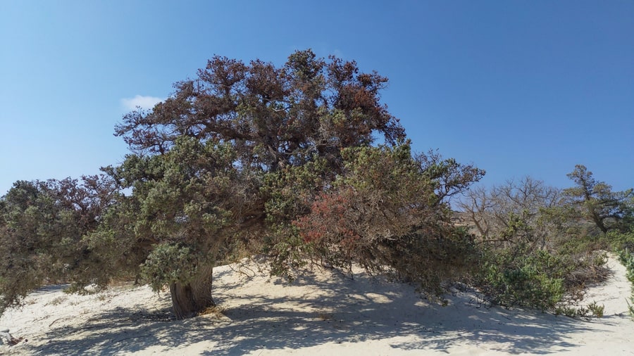A Chrissi island cruise reaches the old juniper trees standing on the white dunes of the island