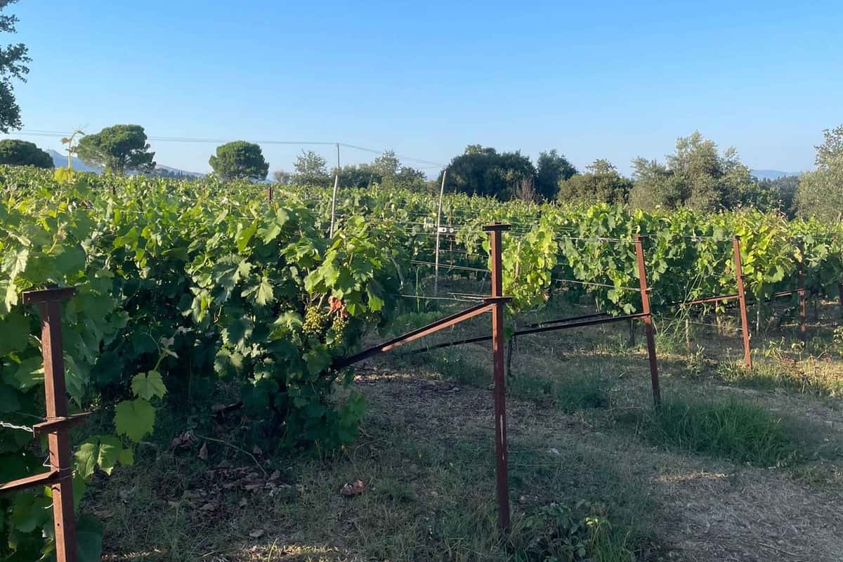 A Corfu wine tour vineyard with green vine rows on wire trellises under a clear summer sky