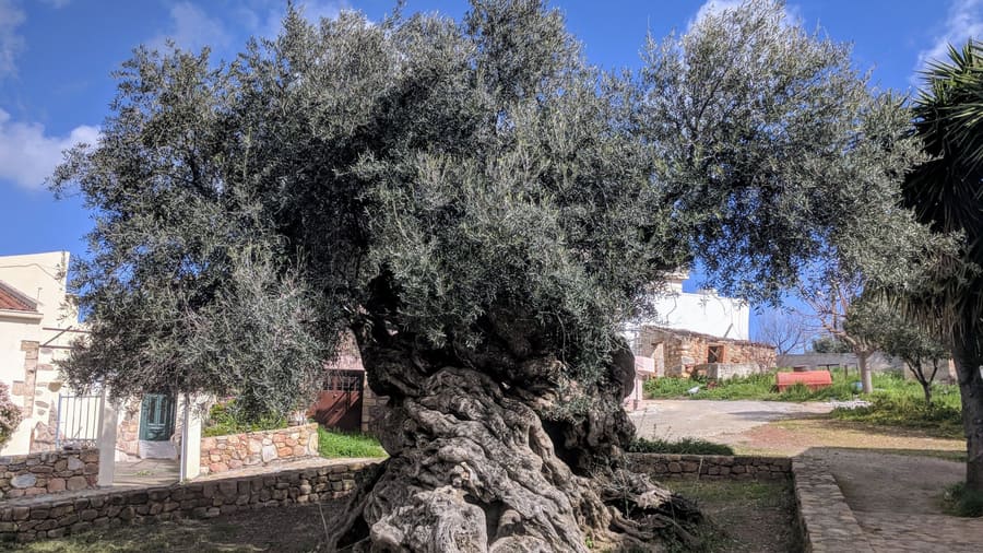 A Crete cooking class starts with olive oil, from trees like the ancient olive tree of Vouves
