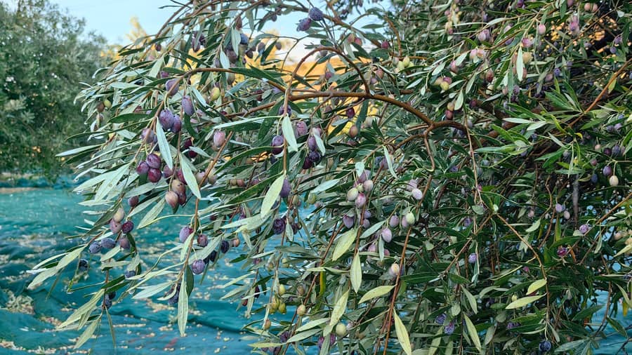 A Crete olive oil tour looks at ripe Koroneiki olives on the branch above harvest nets near Sitia