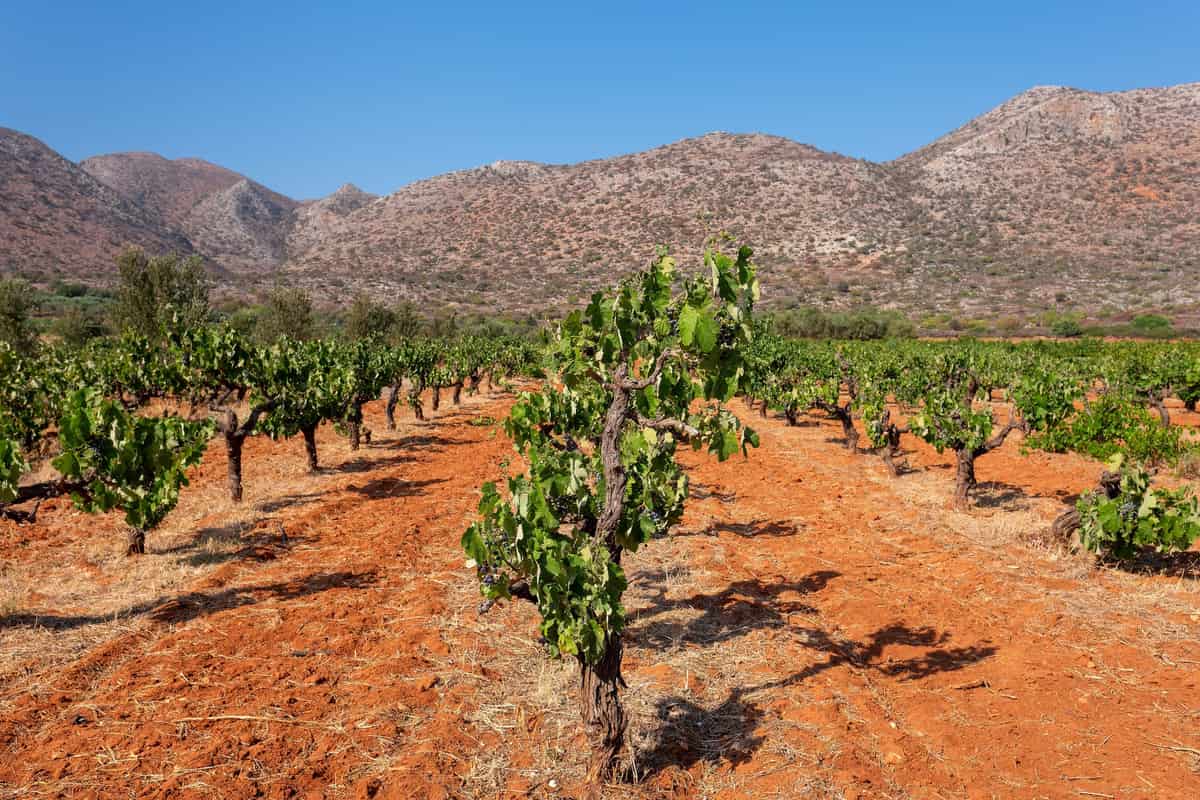 A Crete wine tour walks between old vines in red soil under the bare mountains of Crete