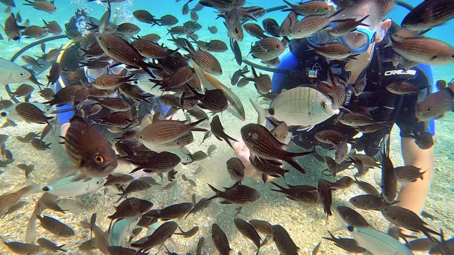 A diver surrounded by a school of fish on Heraklion scuba diving off northern Crete
