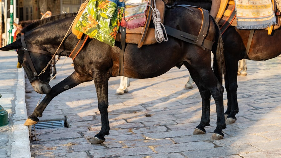 A Hydra day trip meets the donkeys that carry loads on the car-free island, waiting on the harbour stones