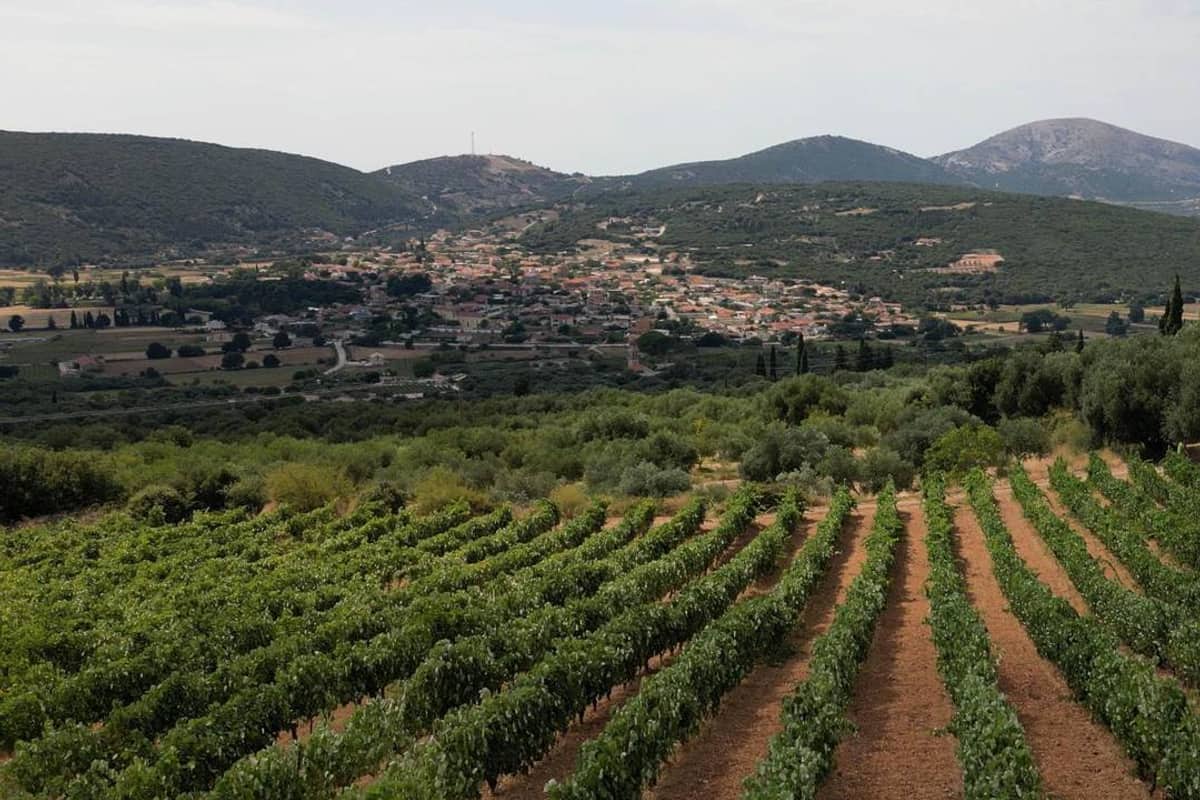 Rows of vines in a Kefalonia vineyard below a hillside village, a stop on a Kefalonia wine tour