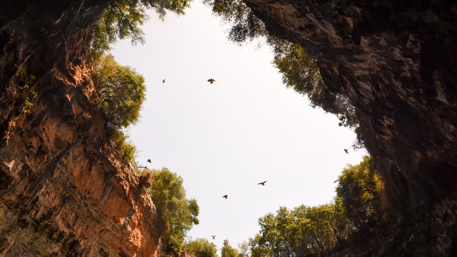A Melissani cave tour looks up through the collapsed roof of the cave to the trees and the sky