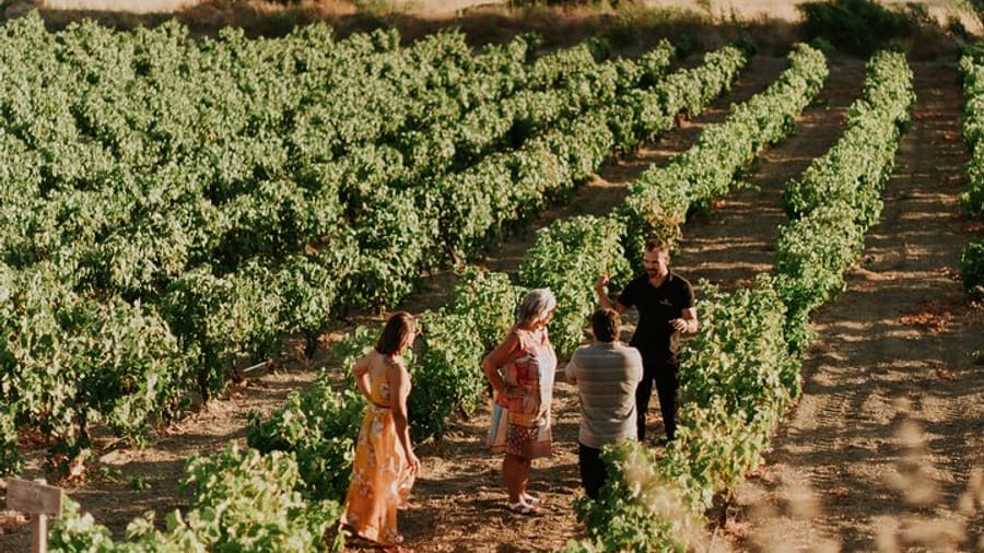 Visitors on a Milos wine tour walk between green vine rows in the evening light