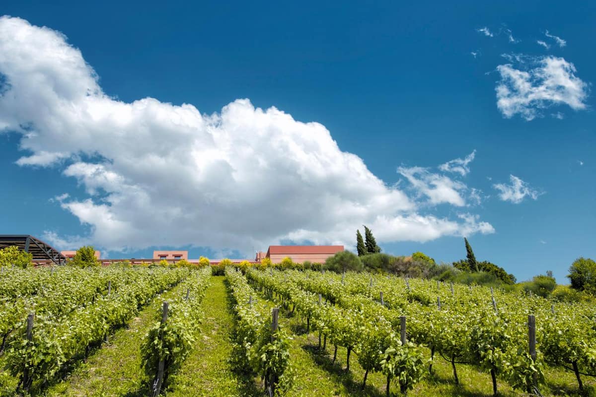 Nemea wine tour vineyard with green rows of vines under a blue sky and white clouds