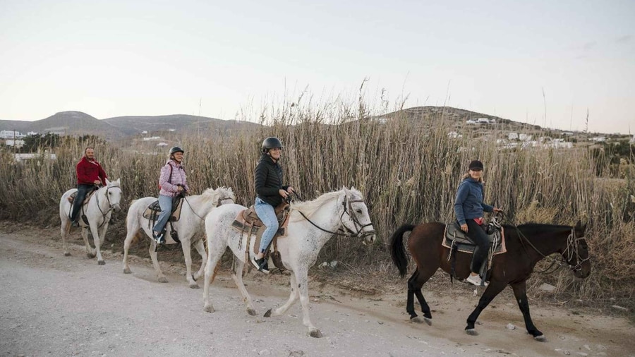 Paros horse riding on a country track, with four riders on white and brown horses beside tall reeds