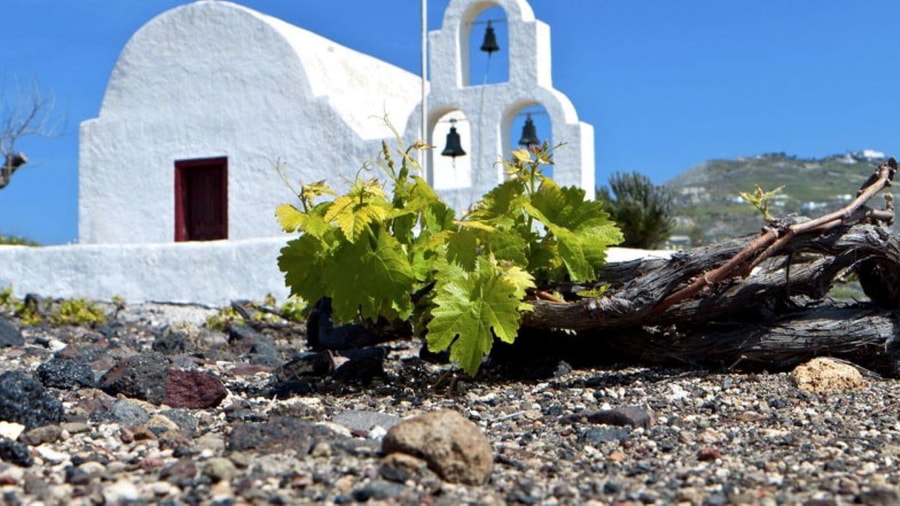 A young vine grows in dark volcanic gravel beside a white chapel and bell tower on a Paros wine tour