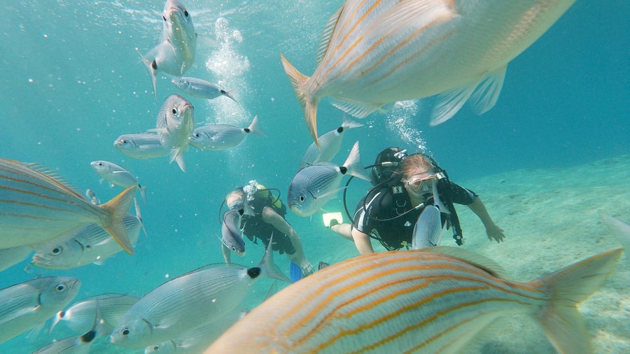 Divers on a Rhodes scuba diving trip swim among a shoal of striped sea bream over pale sand