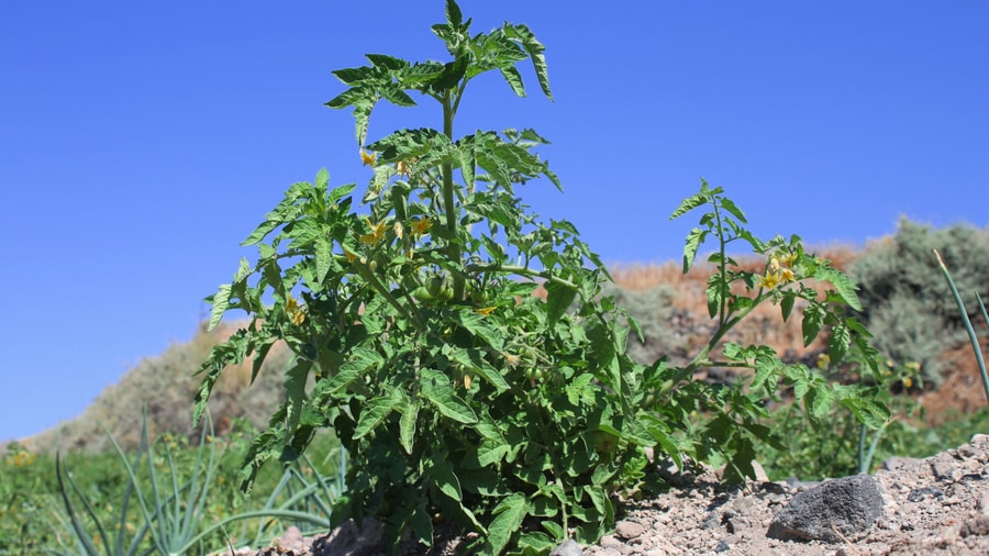 A Santorini cooking class uses the Santorini cherry tomato, grown without irrigation in volcanic soil