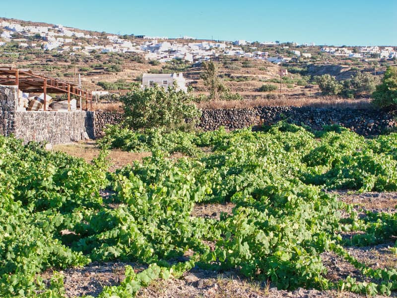 A Santorini wine tour sees old vines trained low in basket shapes