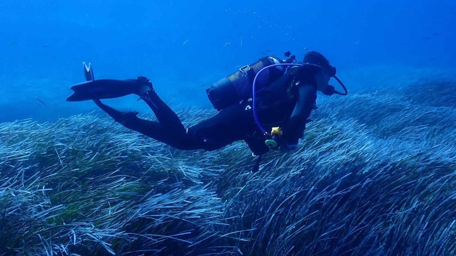A Zakynthos scuba diving trip diver swims low over a meadow of Posidonia seagrass in deep blue water